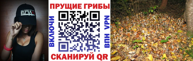 mega вход  Дыгулыбгей  Псилоцибиновые грибы GOLDEN TEACHER 